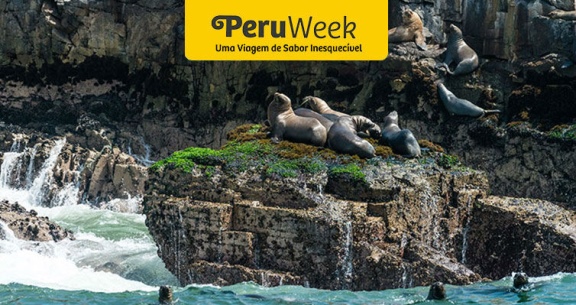 Viva o surreal no PERU: nado com LEÕES-MARINHOS em LIMA!