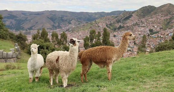 Rota do Sol: ILHAS de UROS, LAGO TITICACA + Machu Picchu!