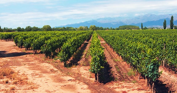BLACK NOVEMBER: Saboreie Chocolates e Vinhos em MENDOZA
