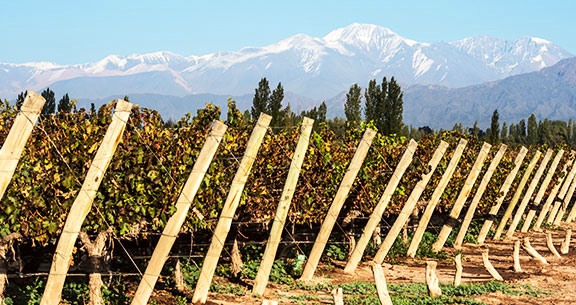 BLACK NOVEMBER: Saboreie Chocolates e Vinhos em MENDOZA
