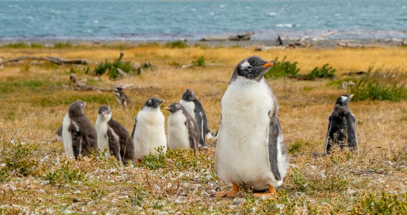BLACK NOVEMBER: EL CALAFATE e USHUAIA!