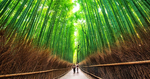 BLACK NOVEMBER: Viva o JAPÃO na FLORAÇÃO DAS CEREJEIRAS!