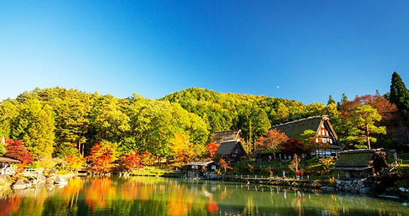 BLACK NOVEMBER: Viva o JAPÃO na FLORAÇÃO DAS CEREJEIRAS!