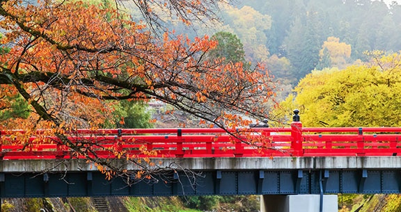 BLACK NOVEMBER: Viva o JAPÃO na FLORAÇÃO DAS CEREJEIRAS!