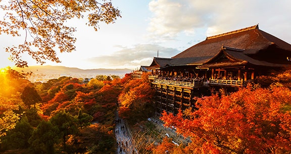 BLACK NOVEMBER: Viva o JAPÃO na FLORAÇÃO DAS CEREJEIRAS!