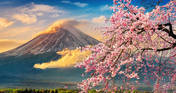 BLACK NOVEMBER: Viva o JAPÃO na FLORAÇÃO DAS CEREJEIRAS!